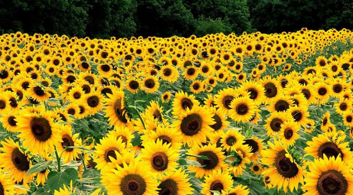 Семечки – кладезь здоровья